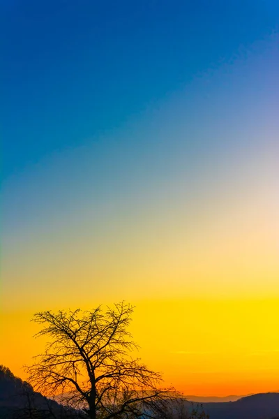 Pôr Sol Muito Bonito Cores Azul Laranja Ramos Uma Árvore — Fotografia de Stock