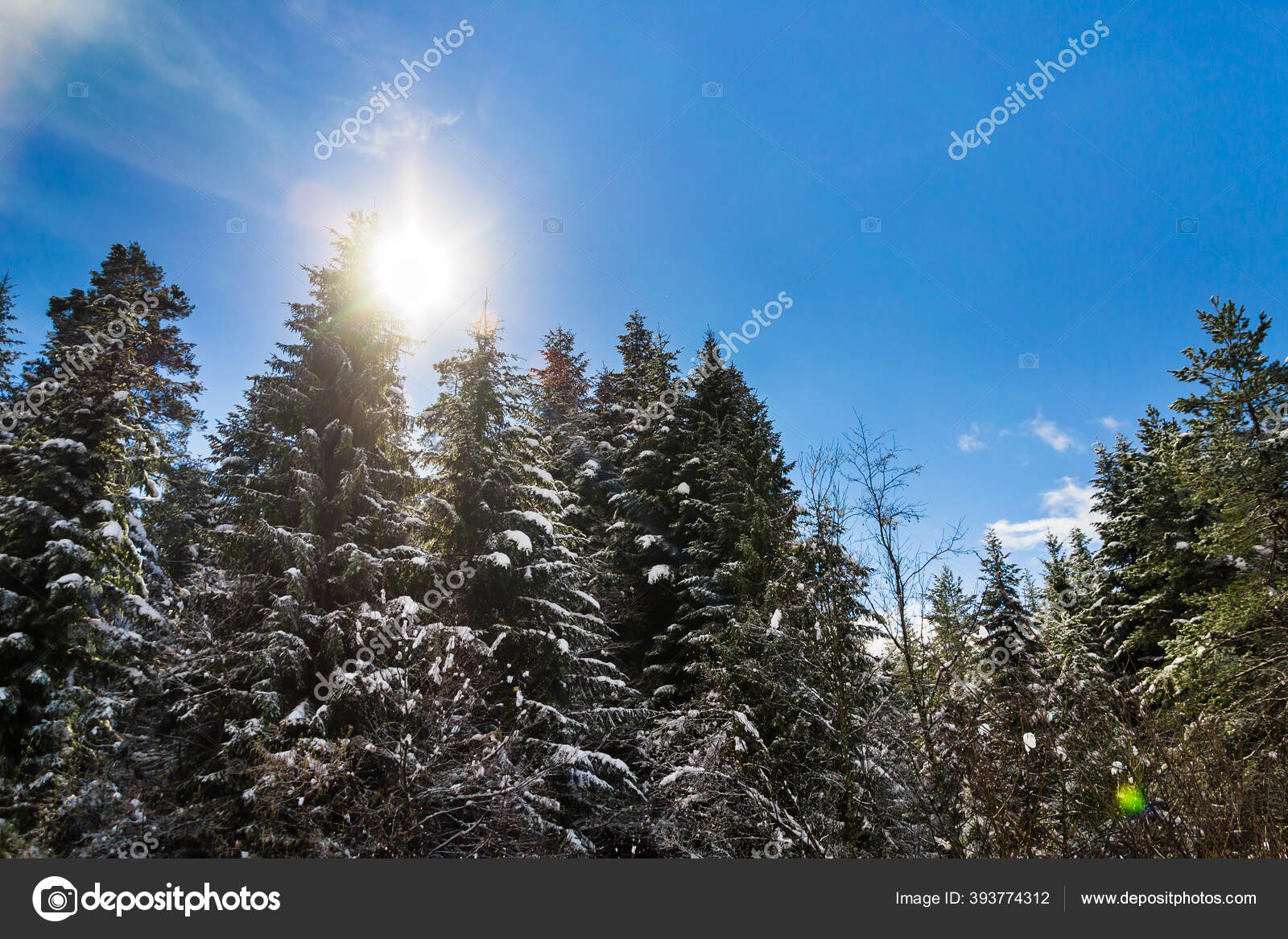 冬天的森林针叶树和落叶树被雪覆盖着天空是灰色或蓝色的通往远方的路风景和自然与文明相去甚远没有人在附近 冬天的森林针叶树和落叶树被雪覆盖着天空是灰色或蓝色的通往远方的路风景和自然与文明相去甚远没有人在附近