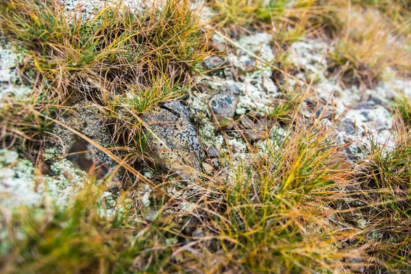 Moss Liquen Sobre Rocas Las Montañas Flora Carpathians Hierba Amarillenta — Foto de Stock