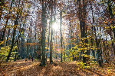 Sonbahar ormanı. Kozalaklı ve yaprak döken ağaçlar. Uzağa giden bir yol ve üzerinde bir turist. Karpatların doğası ve manzaraları. Dağlar. Güneşli