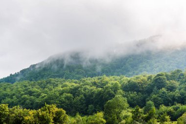 Orman. Kozalaklı ve yaprak döken ağaçlar. Karpatların doğası ve manzaraları. Dağlar. Bulutlu. Orman sisle kaplanmış.