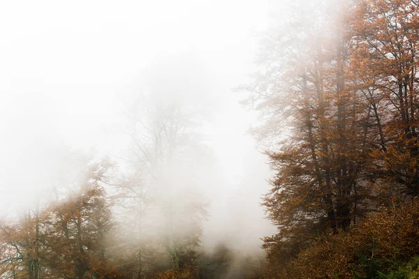 Осенний Лес Покрытый Туманом Хвойные Лиственные Деревья Дорога Ведущая Вдаль — стоковое фото