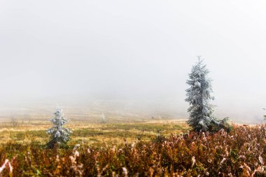 Ukrayna topraklarındaki Karpat dağları. Dağlarda Bahar, Yaz ve Sonbahar. Dağ sıraları ve zirveler. Gökyüzü ve bulutlar. Harabeler ve kayalar. Sis