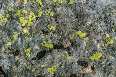 Dağlarda yosun ve yosun. Karpatlar 'dan Flora. Sonbaharda sarı çimenler. Yosun ve mantar yakın plan bir taşın üzerinde..