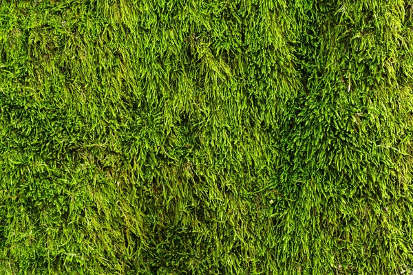 Dağlarda yosun ve yosun. Karpatlar 'dan Flora. Sonbaharda sarı çimenler. Yosun ve mantar yakın plan bir taşın üzerinde..