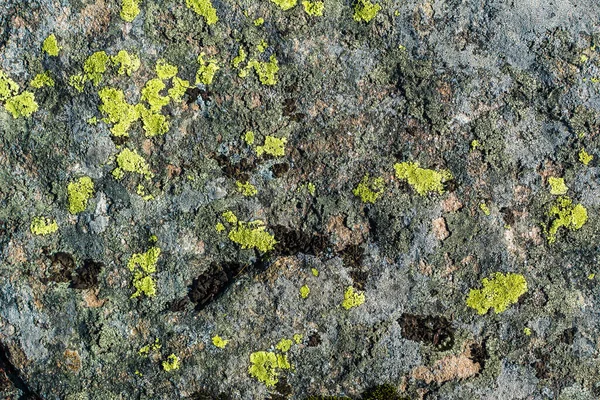 Dağlarda yosun ve yosun. Karpatlar 'dan Flora. Sonbaharda sarı çimenler. Yosun ve mantar yakın plan bir taşın üzerinde..