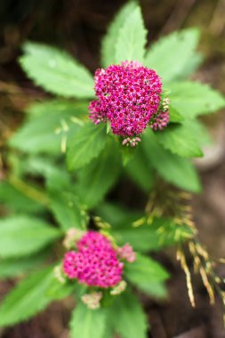 Çiçekler ve yapraklar. Bahar Yazı. Çiçek. Yeşil, kırmızı ve sarı renkler. Doymuş renkler. İlaç bitkileri. Arılara göre tozlaşma