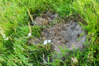 Doğal ortamlarında ayıların ayak izleri. Yeşil otların arka planında yok edilmiş karınca yuvası. Tehlike yakın. Dikkat et. Yırtıcı memeliler