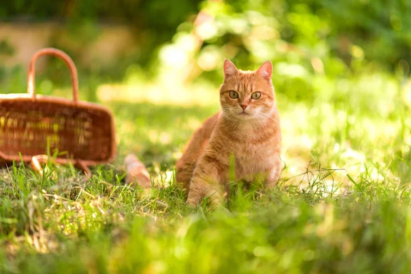 Kırmızı kedi yeşil çimlerin üzerinde oturuyor, yeşil arka plandaki ahşap sepetin yanında.