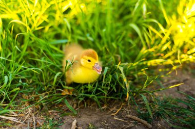 Küçük olan yeşil çimlerde ördek yavrusu