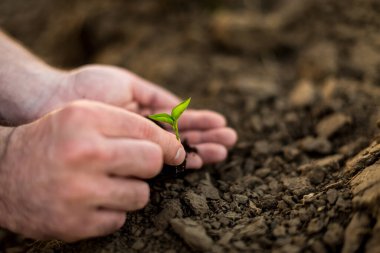 Eller genç yeşil filizi tutuyor. Dünya 'yı ve organik, ekoloji kavramını koru.