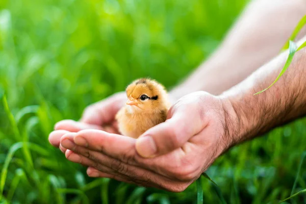 Chicken in hand. The small newborn chicks in the hands of man.