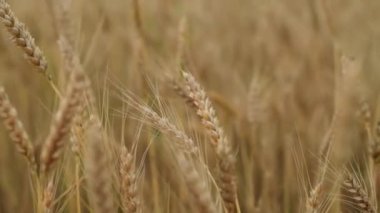 Yakın plan: buğday dalları ve buğday tozu rüzgarı. Tahıl hasadı yazın olgunlaşır. Tarım sektörü konsepti. Çevre dostu buğday.