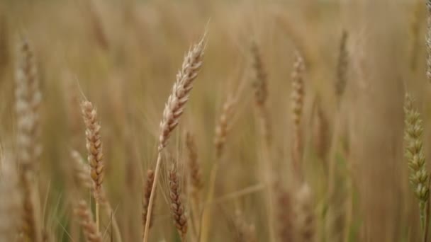 Gros plan : Des épillets de blé avec du vent de grain secoue. La récolte des grains mûrit en été. concept d'entreprise agricole. blé respectueux de l'environnement.