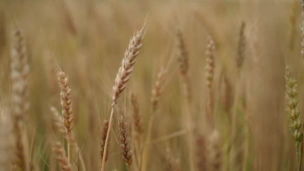 Primer plano: Espigas de trigo con batidos de grano viento. La cosecha de granos madura en verano. concepto de negocio agrícola. trigo respetuoso del medio ambiente . — Vídeos de Stock