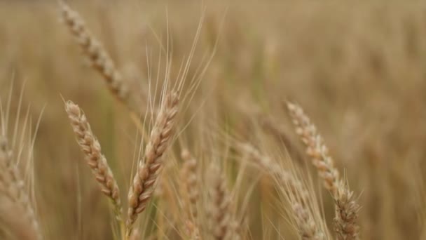 Gros plan : Des épillets de blé avec du vent de grain secoue. La récolte des grains mûrit en été. concept d'entreprise agricole. blé respectueux de l'environnement. — Video