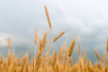 Buğday tarlası. Altın buğday başakları yakın plan. Hasat konsepti.