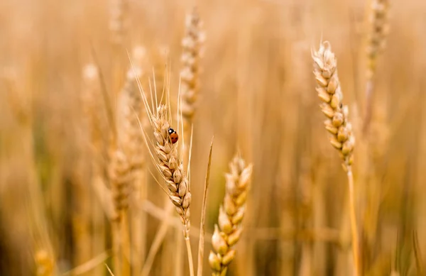 麦畑だ。小麦のクローズアップの黄金の小石のてんとう虫。収穫の概念. — ストック写真