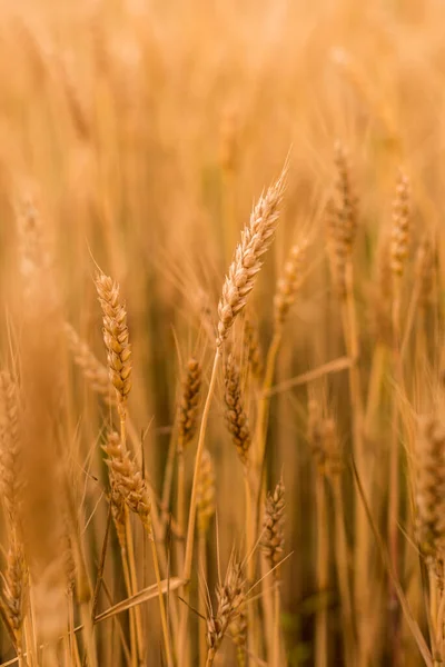 Tarweveld. Gouden spikkels van tarwe close-up. Oogstconcept. — Stockfoto