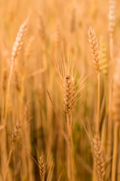 Tarweveld. Gouden spikkels van tarwe close-up. Oogstconcept. — Stockfoto