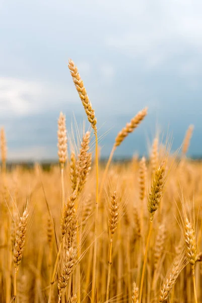 Pšeničné pole. Zlaté hroty pšenice v detailu. Koncept sklizně. — Stock fotografie