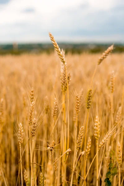 Buğday tarlası. Altın buğday başakları yakın plan. Hasat konsepti. — Stok fotoğraf
