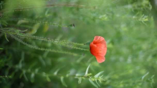 Närbild: en röd vallmoblomma växer på fältet — Stockvideo