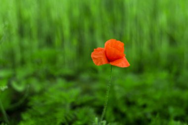 Yakın plan: tarlada kırmızı bir gelincik çiçeği yetişiyor.