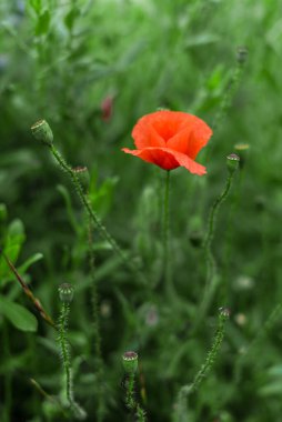 Yakın plan: tarlada kırmızı bir gelincik çiçeği yetişiyor.