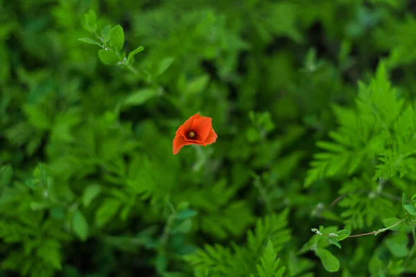 Närbild: en röd vallmoblomma växer på fältet — Stockfoto