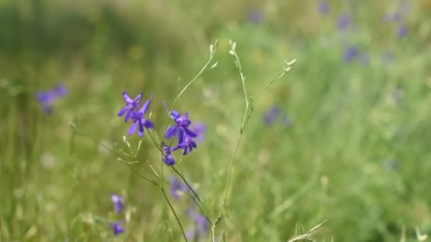 Primer plano: las flores púrpuras están creciendo en el campo — Vídeo de stock