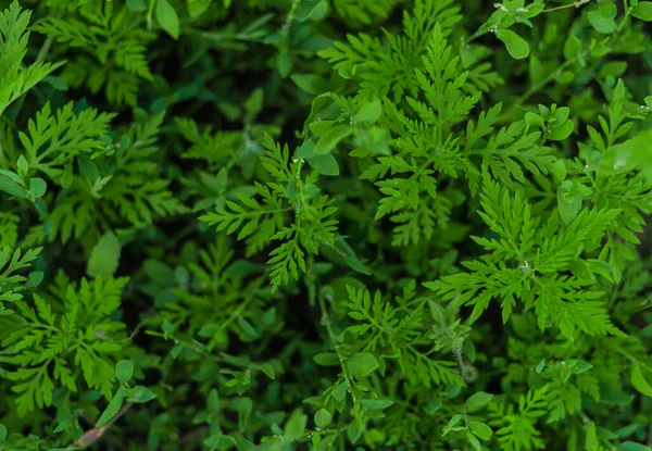 Yeşil yapraklar, yeşil doku, doğa arkaplan — Stok fotoğraf