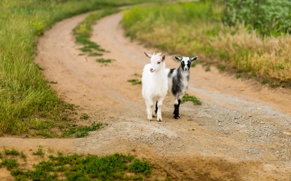 Two small black and white goat in nature — Stock Photo, Image