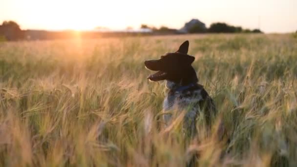 Собака сидит, а затем быстро бежит в поле ячменя — стоковое видео