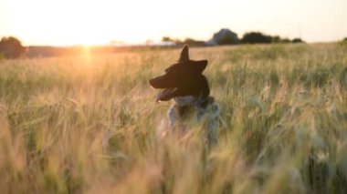 Gün batımında arpa tarlasında oturan köpek.