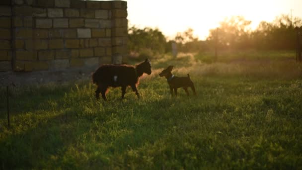 Petite chèvre noire jouant avec un chien.Amitié. — Video