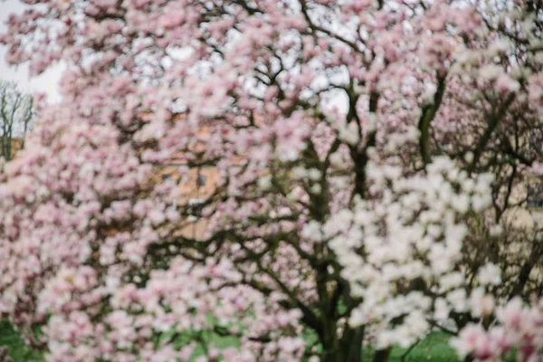 Floração Magnolia Tulip Tree. Magnolias rosa no dia de primavera — Fotografia de Stock