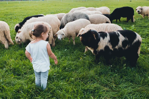 Mädchen mit Schafen auf der grünen Wiese — Stockfoto