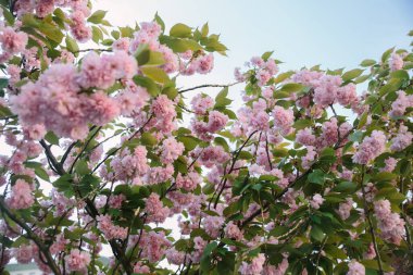 Sakura ağacı çiçek açmış. Arka planda mavi gökyüzü