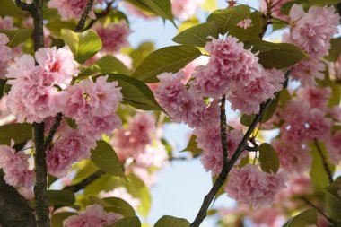 Sakura ağacı çiçek açmış. Arka planda mavi gökyüzü