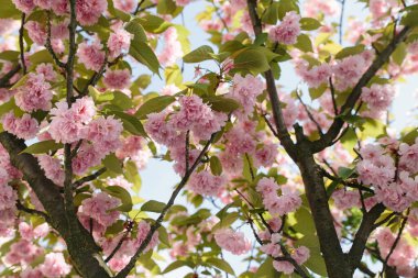 Sakura ağacı çiçek açmış. Arka planda mavi gökyüzü