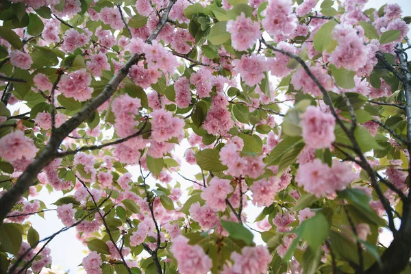 Sakura ağacı çiçek açmış. Arka planda mavi gökyüzü — Stok fotoğraf