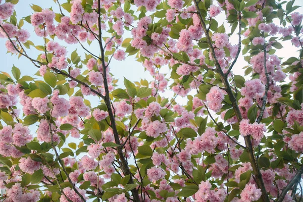 Sakura-Baum in Blüte. Blauer Himmel auf dem Hintergrund — Stockfoto