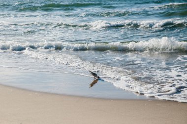 Polonya 'da Baltık Denizi kıyısında martı kuşları