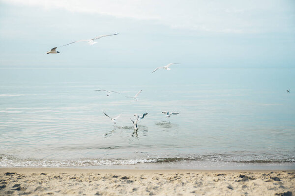 Seagull birds at the coast of Baltic sea in Poland