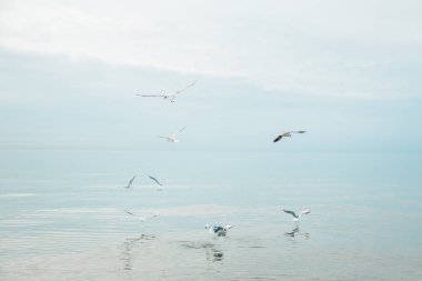 Polonya 'da Baltık Denizi kıyısında martı kuşları