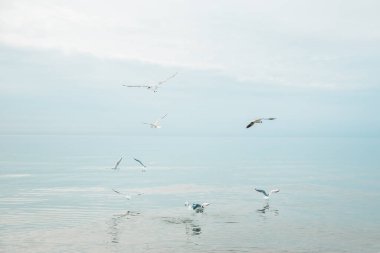 Polonya 'da Baltık Denizi kıyısında martı kuşları