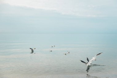 Polonya 'da Baltık Denizi kıyısında martı kuşları