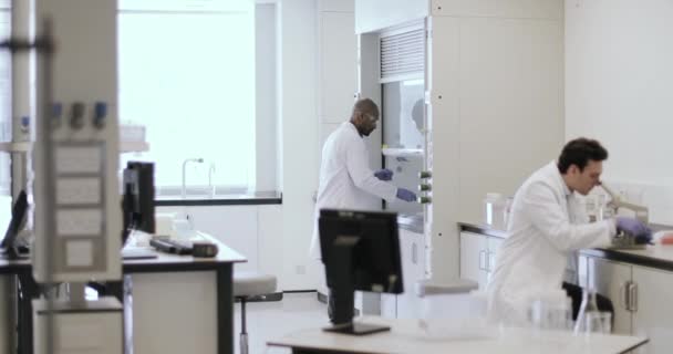 Cientistas trabalhando juntos em um laboratório — Vídeo de Stock