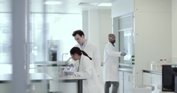 Kadın bilim adamı erkek meslektaşı ile deney sonuçlarını tartışıyor — Stok video